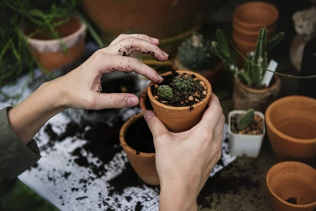 Hands potting young seedlings in terracotta pots
