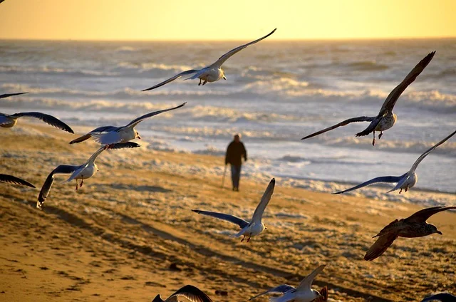 A lone figure on a wide shore as gulls take flight