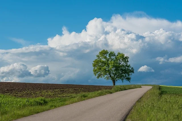 An open country road toward a spreading tree under clearing skies